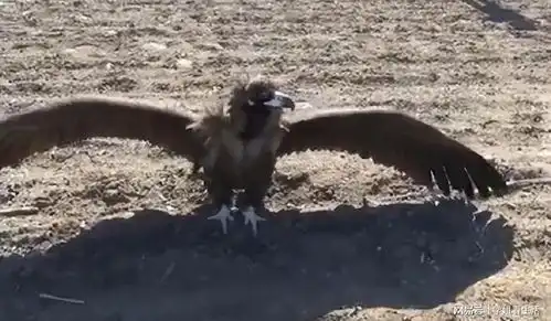 2013年一秃鹫被救治后,放生三次不忘救命恩人,人鸟关系如同父子

