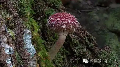 一辈子难得一见的蘑菇见过三种算你厉害
