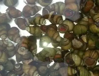 怎样去除田螺里的寄生虫