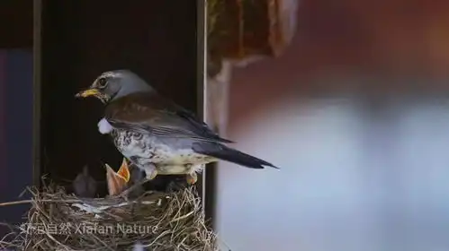 鸫鸟在鸟窝边喂食多只小幼鸟,温馨满巢旁