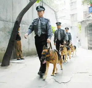 警犬巡入社区更添安全系数
