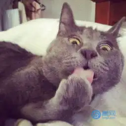 此喵一脸懵但绝不是表情包
