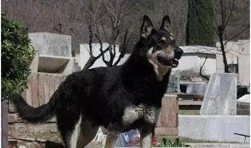 主人去世后,它也去陪主人了
