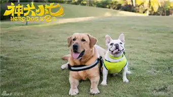 神犬小七第二季开播发布会神犬小七第二季狗狗剧照欣赏下载5p腾牛下载
