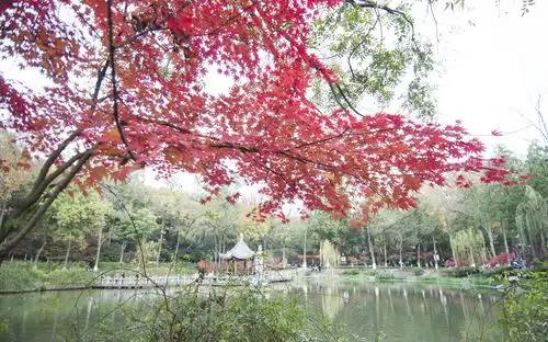 江苏南京小雪时节栖霞山红枫红红火火游客蜂拥而至观赏留影
