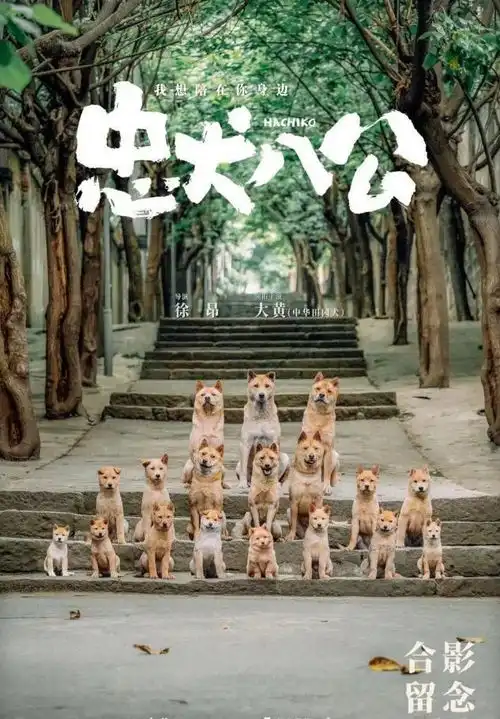 本土版忠犬八公豆瓣8.1,不是卖冯小刚面子