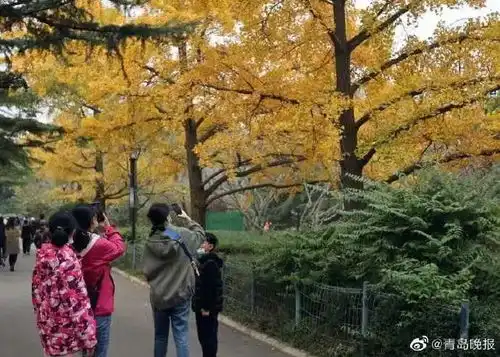 满城尽带黄金甲中山公园菊展争妍斗艳
