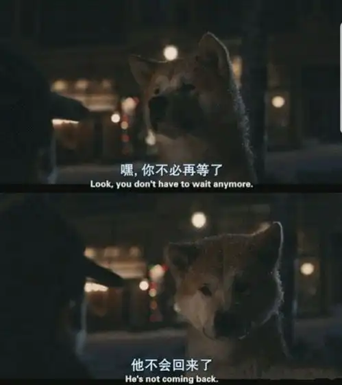 书评可爱的骨头