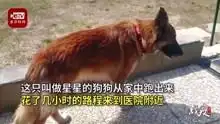 疫情版忠犬八公主人感染新冠去世狗狗赶了几小时路来到医院等待