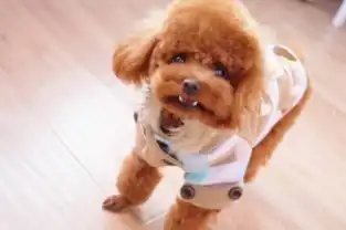 茶杯玩具泰迪熊犬保障纯种健康价格合理欢迎选购