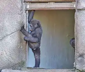 当动物玩起瑜伽来可能做得比你还好只是有些动作看起来略羞耻....
