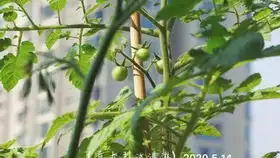 欢迎来到我的1㎡阳台番茄小森林
