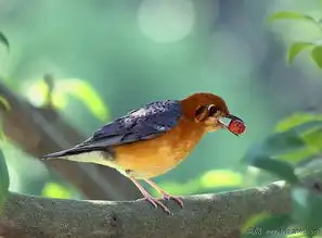 今年最后一天的厚礼橙头地鸫