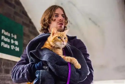 流浪猫鲍勃中的猫本尊去世,导演说它是天生的演员