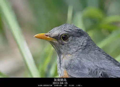 我的摄影放飞一只鸟