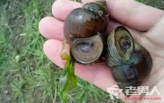 买田螺变含寄生虫福寿螺吃了福寿螺会死吗