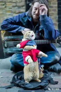 哭瞎了关于喵星人与流浪艺人完美邂逅