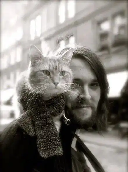 求大家不要散养猫好吗流浪猫鲍勃就是因为散养被车撞死的