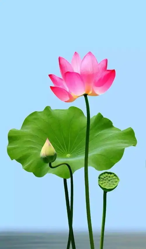 美丽花相册
