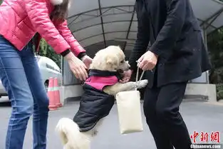 现实版忠犬八公原地等待主人半年不肯离去