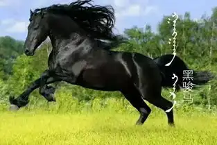 总有一匹是你心中的白马王子
