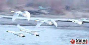 到巴音布鲁克看天鹅的家园