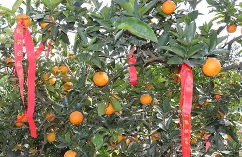 乡村振兴看犍为金石井橘子红了
