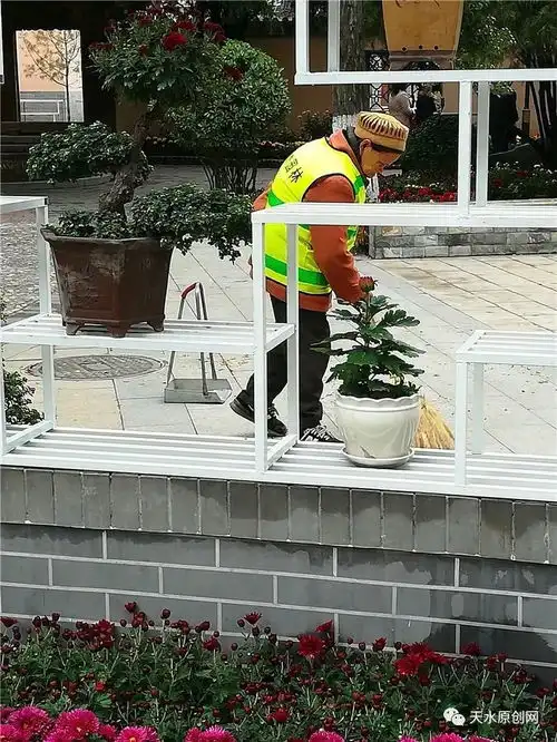 2017天水金秋菊展即将上演满城尽带黄金甲爱菊的市民别错过
