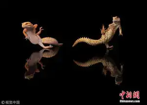 动物界的舞林大会
