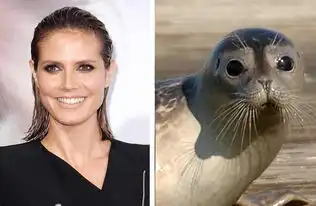 明星动物也撞脸明星与动物爆囧相像照