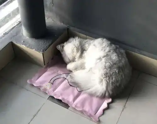 猫咪爱上邻家小母猫,整日隔墙相望,主人亲自上门提亲