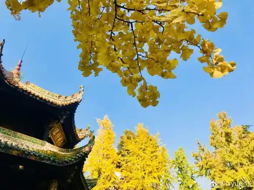 微分享满城尽带黄金甲成都最美最全银杏地图出炉美哭