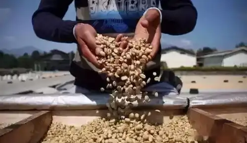 生豆分级,我敢肯定大多数人记不住
