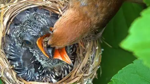 知更鸟英国国鸟知更鸟育雏全记录,看到鸟妈妈用翅膀为孩子挡雨那一刻,我竟然流泪了