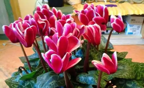 七种花不适合南方养,它们太怕热,要么容易烂,要么不开花