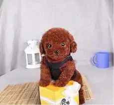 标题个人家庭繁殖纯种红色玩具茶泰迪宝宝,买泰迪进来