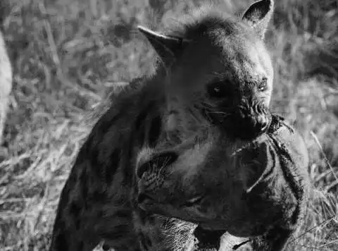 值得尊敬的非洲二哥鬣狗