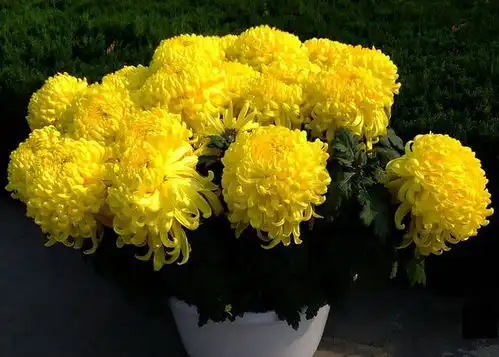 无论你养什么品种菊花,只要给它4个保证,就能持续开到春末
