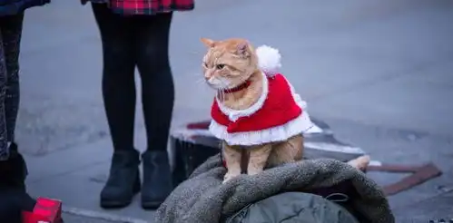 流浪猫鲍勃2鲍勃的礼物致敬那位已经离我们而去的鲍勃