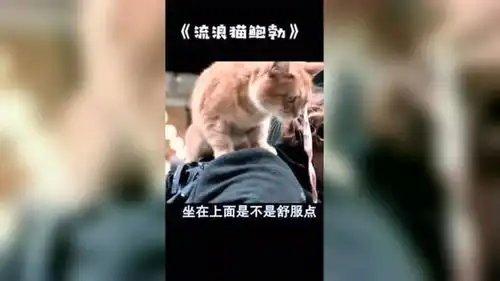 一只猫就可以改变一位流浪汉的人生