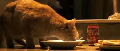 流浪猫鲍勃遇见你之后我们是一家人