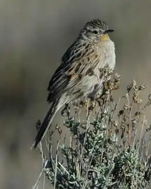 安第斯卡纳灶鸟