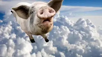 面对马云的担心,风过去后,猪如何继续飞