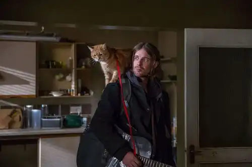 流浪猫鲍勃一只猫能改变什么