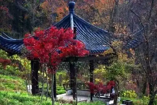 一到秋天,南京就拥有了中国最美的斑斓秋色
