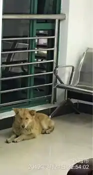 泪目珠海版忠犬八公不吃不喝医院等主人