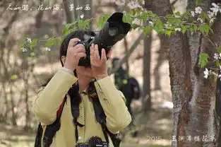 清明时节樱花情
