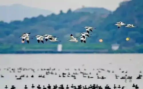 冬日九大观鸟圣地,与鸟儿近距离邂逅,感受一次华丽的迁徙