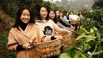 橘子红了11月24日,又是一年柑橘节
