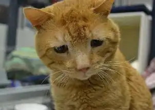 世界上最悲伤最丧的猫,等到了对的人,终于露出丧丧的笑